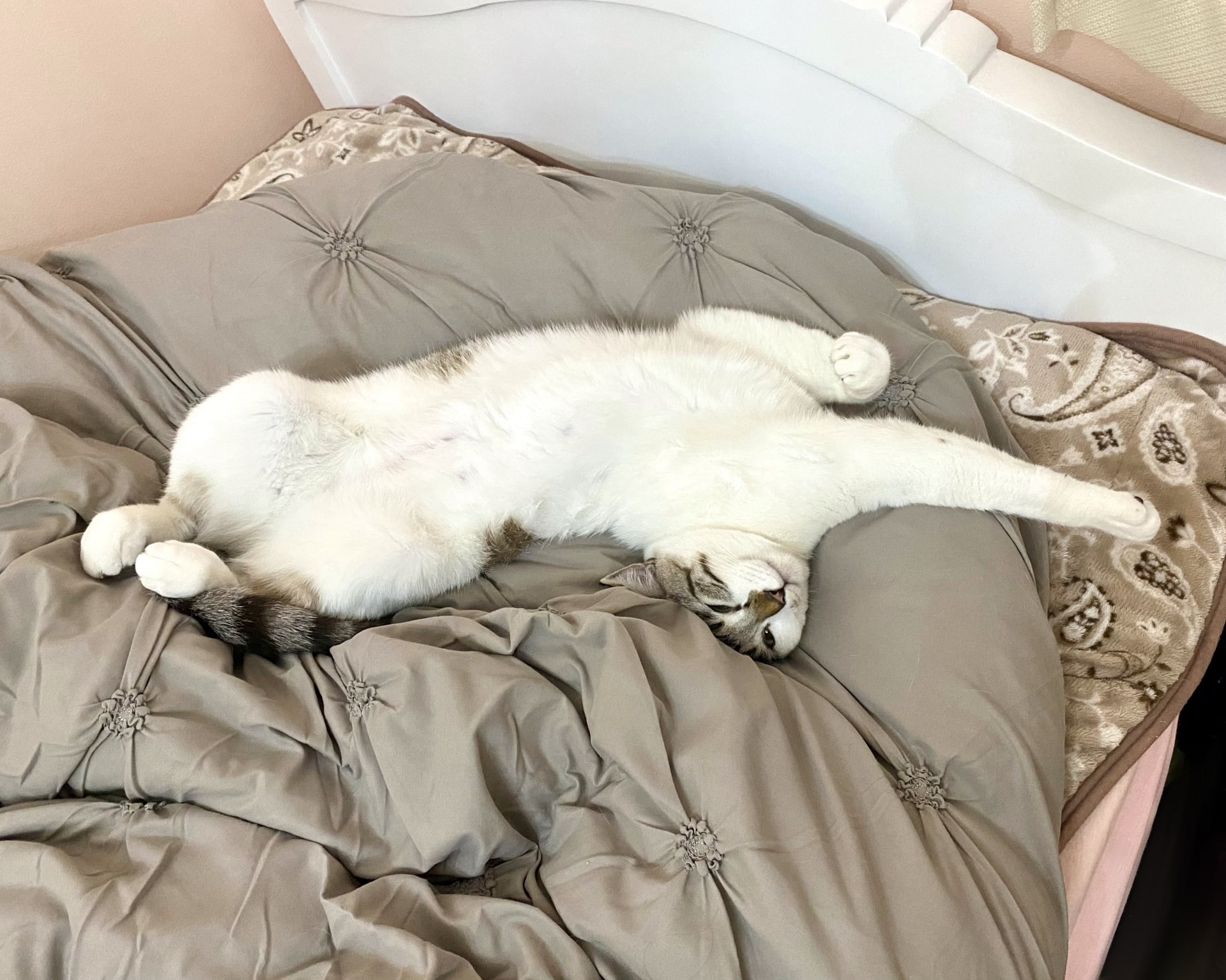 【猫に破られない網戸とは?】猫のいたずら対策におすすめの網戸「ペットディフェンス」のご紹介!猫がいたずらする原因やその対策法も解説!! - 家 ...